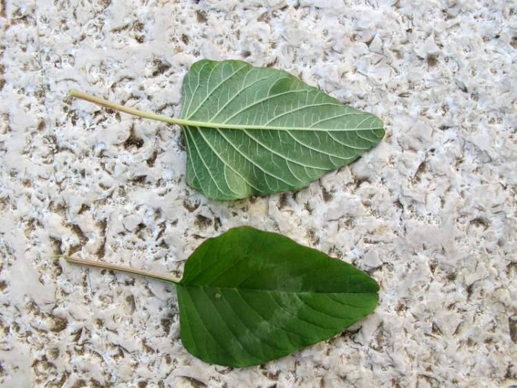 تاج خروس سبز